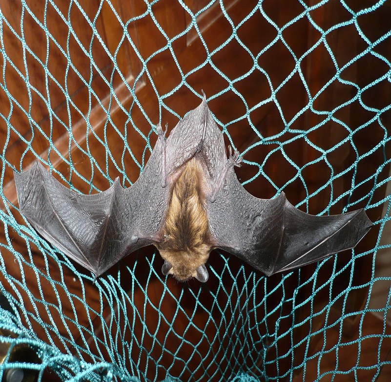 bat in house and was captured by a BatPro